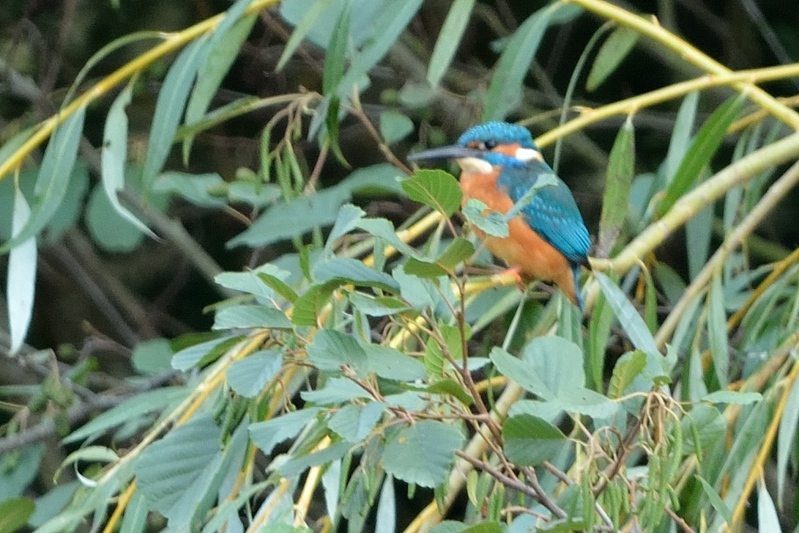 Common kingfisher (Alcedo atthis)
